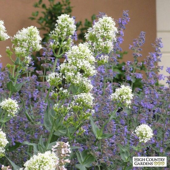 Centranthus ruber Alba